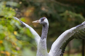 Naklejka premium Kranich