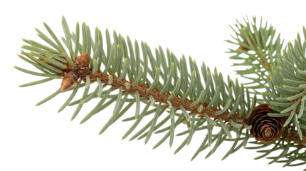 Blue spruce branch with cones PNG isolated on transparent background, evergreen tree twig with needles for Christmas design