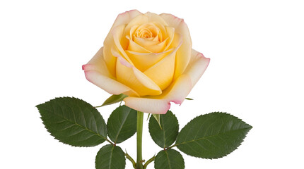 Beautiful yellow rose with pink edges isolated PNG, elegant flower blossom on transparent background for wedding invitations and romantic designs