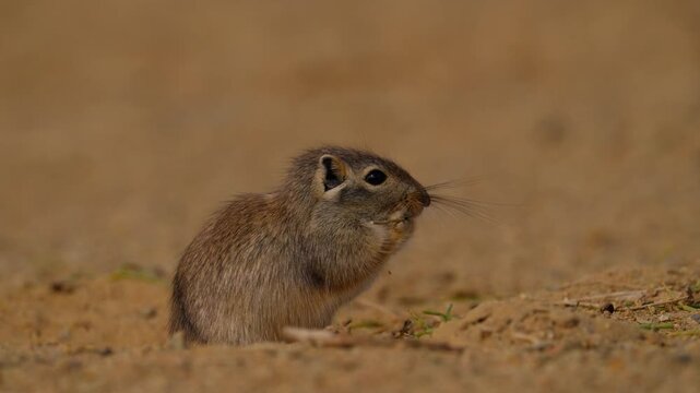 Wild gerbils in a desert, closeup