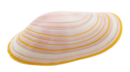 Elegant seashell PNG isolated on transparent background, marine clam with yellow stripes and pink hues for summer designs and nautical themes
