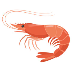 shrimp on white background