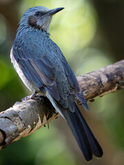 Brown-eared Bulbul
