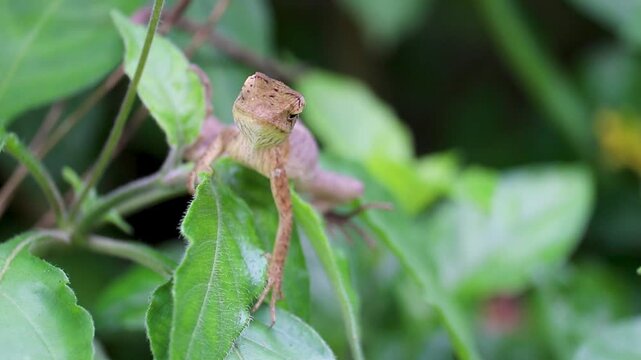 The oriental garden lizard, common garden lizard, bloodsucker, or changeable lizard is a garden lizard found widely distributed in India.garden chameleon (calotes versicolor).