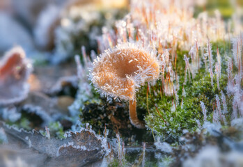 A miniature mushroom covered with sharp frost crystals, growing on green moss. Close-up macro shot. Early winter or late autumn