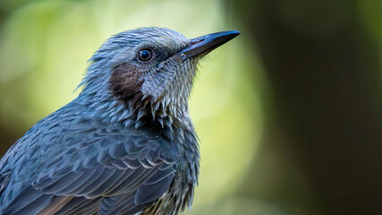 Bulbul