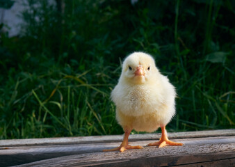 Small chicken closeup on green background.