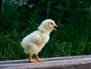 Small chicken closeup on green background.