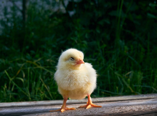 Small chicken closeup on green background.