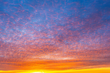 Altocumulus blue, pink, orange clouds at twilight. Mackerel sky at sunrise or sunset. Texture, background.