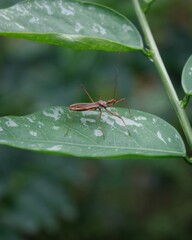 Brown insect on green leaf
