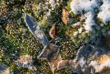 Texture of frozen moss and leaves in northern nature
