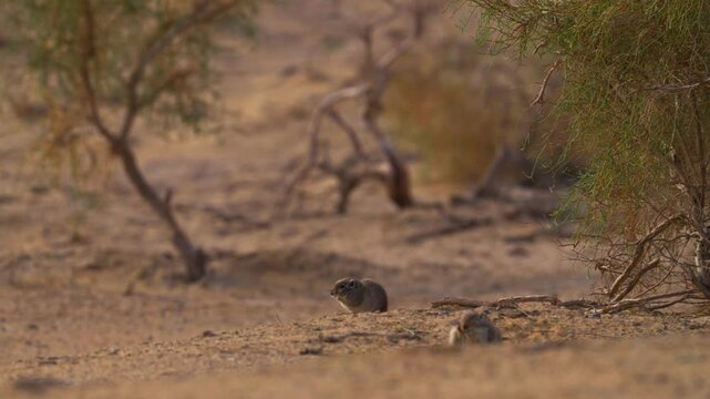 Wild gerbils in a desert