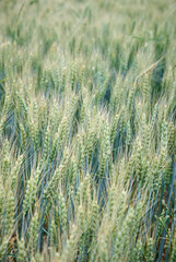 Unripe wheat(Triticum) plantation in summer. Selective focus.