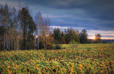 Autumn sunflower field with a birch grove and a dramatic sunset