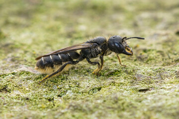 Closeup on a female large cissor-bee , Chelostoma florisomne posing on a piece of wood