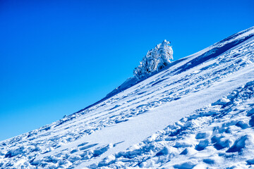 Winter scene in the steep mountain slope with snow covered and frozen fir tree. Frosty outdoor scene of the mountain slope