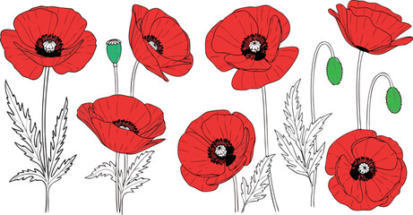 A collection of red poppy flowers in elegant line-art style
