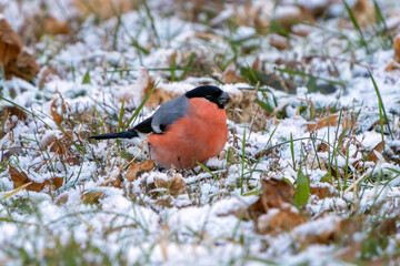 Bullfinches among dry grass and a light layer of snow