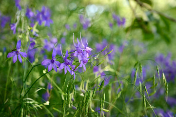 Blue flowers Consolida regalis or wild Delphinium in summer field. Beautiful flower background of nature.