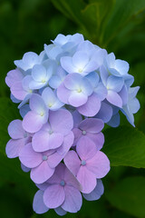 Blue&ndash;Purple Hydrangea Flower Close-up
