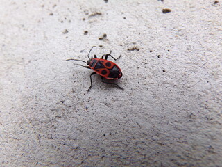 Firebug (Pyrrhocoris apterus)