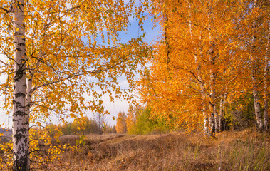 Autumn birch trees with golden crowns against a soft pastel sky