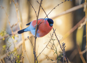Bullfinch feeding among dry plants on a frosty morning
