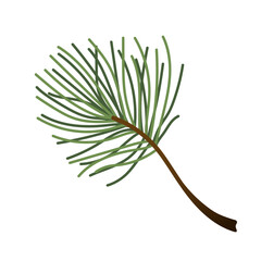 Hand-painted winter plants. Evergreen branch illustrations for design, print, backgrounds, and greeting cards.