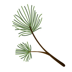 Branch of evergreen. Hand-painted winter plants. Illustrations for design, print, backgrounds, and greeting cards.
