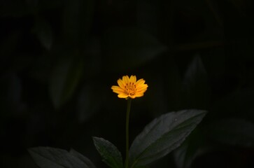 Macro close-up of a single yellow wildflower in bloom, standing tall against a dark green blurred background. Natural botanical detail, soft lighting, and shallow depth of field ideal for nature, gard