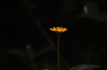 Macro close-up of a single yellow wildflower in bloom, standing tall against a dark green blurred background. Natural botanical detail, soft lighting, and shallow depth of field ideal for nature, gard