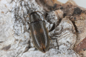 Wanachia triguttata, species of false darkling beetle, Melandryidae family. A rare insect found in old forests in Europe. A beetle on birch bark.