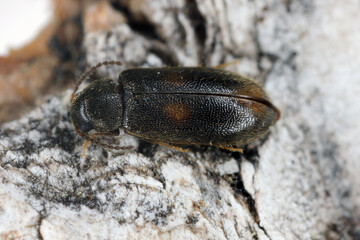 Wanachia triguttata, species of false darkling beetle, Melandryidae family. A rare insect found in old forests in Europe. A beetle on birch bark.