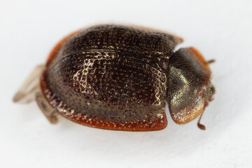 Thymalus limbatus is a species of beetle in family Thymalidae. It is an obligate Saproxylic species.