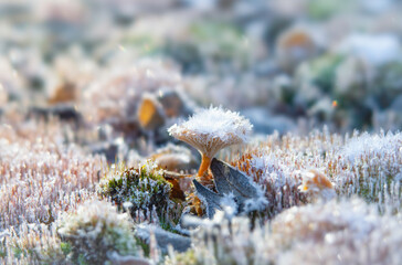 Delicate frost crystals on a tiny mushroom in a mossy forest