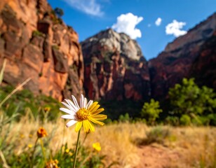 Vibrant Daisy in Zion National Park - A Landscape of Beauty and Contrast.