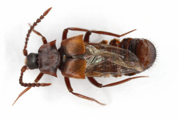 Lomechusa highly specialized myrmecophile of beetles belonging to the family Staphylinidae.