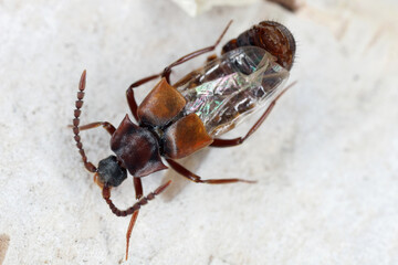 Lomechusa highly specialized myrmecophile of beetles belonging to the family Staphylinidae.