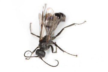 Spider wasps of genus Dipogon in the family Pompilidae in the subfamily Pepsinae.