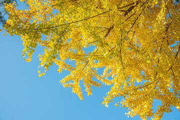 the yellow ginkgo leaves in autumn