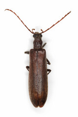 Calopus serraticornis a false blister beetle in the family Oedemeridae, false blister beetles. Insect isolated on a white background, top view.