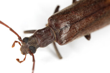 Calopus serraticornis a false blister beetle in the family Oedemeridae. Insect isolated on a white background Close-up of the front of the body.