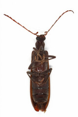Calopus serraticornis a false blister beetle in the family Oedemeridae. Insect isolated on a white background, view of the underside of the body.