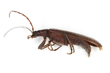 Calopus serraticornis a false blister beetle in the family Oedemeridae. Insect isolated on a white background, side view.