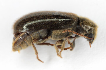 Hyperisus plumbeus beetle in Ptinidae family sideways on a white background.