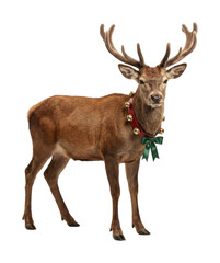 Brown deer wearing red collar with bells and green bow. Christmas animal