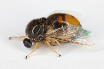 Acrocera orbicula known as the top-horned hunchback, is a species of fly belonging to the family Acroceridae.