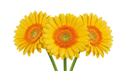 Naklejka premium Three yellow Gerbera daisies isolated PNG on transparent background, vibrant flowers for spring and summer designs