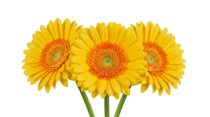 Three yellow Gerbera daisies isolated PNG on transparent background, vibrant flowers for spring and summer designs